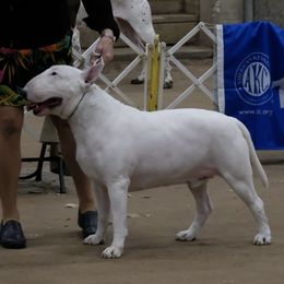 Bull Terriers from Lechmere Bull Terriers