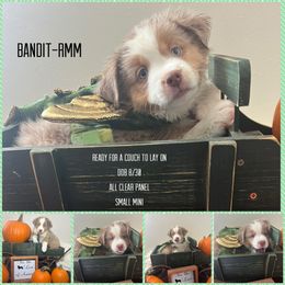 Boy 2 - Red merle Miniature Australian Shepherd puppy in Woodlake, California from For the Love of Aussie