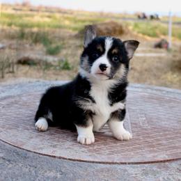 Coco - Black and tan female Pembroke Welsh Corgi puppy in Stockton, Utah from BW Corgis