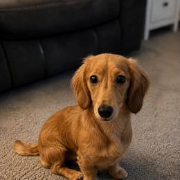 Maximilian - Dachshund