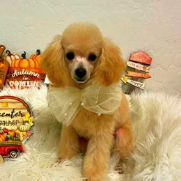 Hazel - Poodle