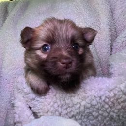 Atlas - Chocolate male Pomsky puppy in Avoca, Michigan from Repurposed Paradise Farm