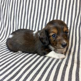 MM MALE 1 - Piebald male Dachshund puppy in Elkhart, Indiana from Hart City Dachshunds
