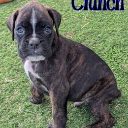 Crunch - Brindle male Boxer puppy in Mountain Home, Idaho from LJK Boxers & Toy Aussies