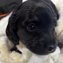 Little bear - Cream male Dachshund puppy in Proctor, Montana from Blue Star Dachshunds