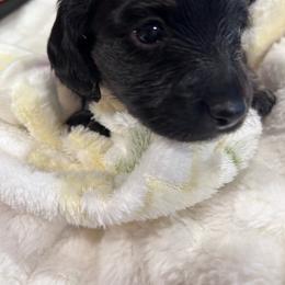 Little bear - Cream male Dachshund puppy in Proctor, Montana from Blue Star Dachshunds