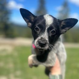 Concho 2800 - Blue speckled male Australian Cattle Dog puppy in Kalispell, Montana from BTR Australian Cattle Dogs