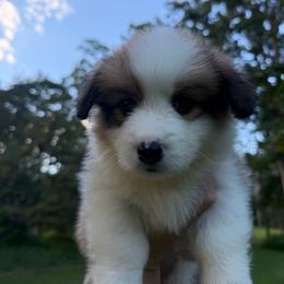 Panda - Sable male Pembroke Welsh Corgi puppy in Millersville, Maryland from Corgis by the bay