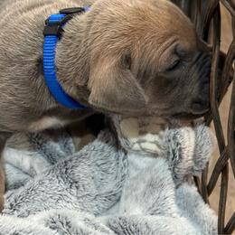 Bluefawn butterfly - Blue male Great Dane puppy in Greenville, South Carolina from Allen’s Ridge Ranch