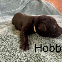 Hobbes - Black Labrador Retriever puppy in Mineral, Virginia from Canine Assist