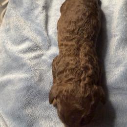 Brown 2 - Chocolate female Labradoodle puppy in Shingle Springs, California from California Double Doodles