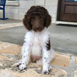 Goldendoodles and Poodles from The Kennel at Fox Fields