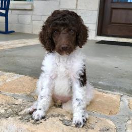 Goldendoodles and Poodles from The Kennel at Fox Fields