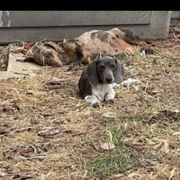 Daisy - Dachshund