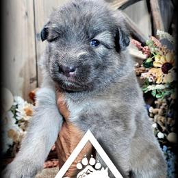 Phoenix - Blue female German Shepherd puppy in Sequim, Washington from German Shepherd Haus