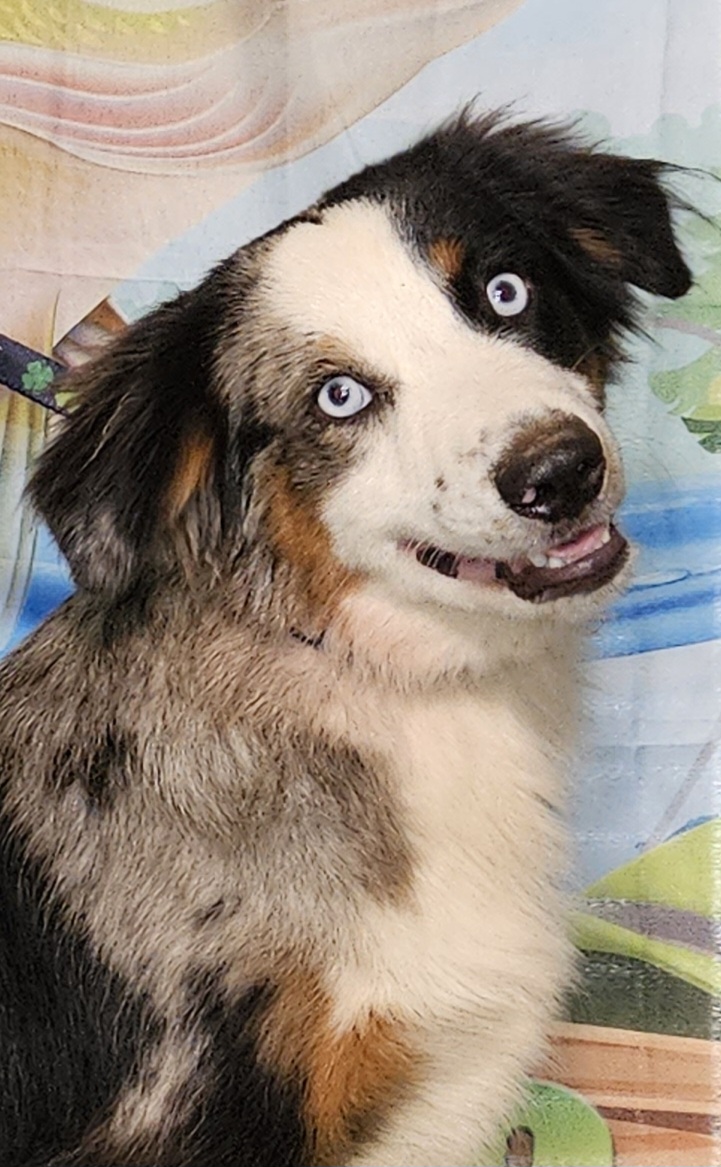 "Finn" BMM (SOLD) - Blue merle Miniature Australian Shepherd puppy in Smiths Station, Alabama from Double T Mini Aussies