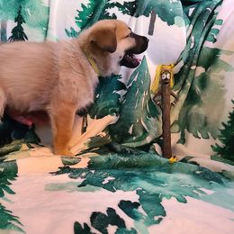 Larch - Tawny male Chinook puppy in Gilbert, Washington from Desert Sol Chinooks