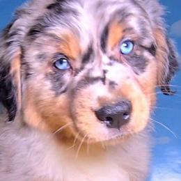 Houey - Blue merle male Australian Shepherd puppy in Waddell, Arizona from Winsome Aussies