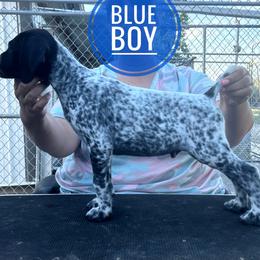 Blue Boy - Black and white male German Shorthaired Pointer puppy in Dearborn, Missouri from Hardwood Kennels