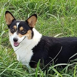 American Corgis from Cowgirlz Corgi’s
