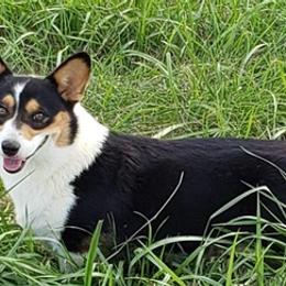 American Corgis from Cowgirlz Corgi’s