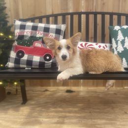 Valor - Sable male Pembroke Welsh Corgi puppy in Hueytown, Alabama from AAA Corgis