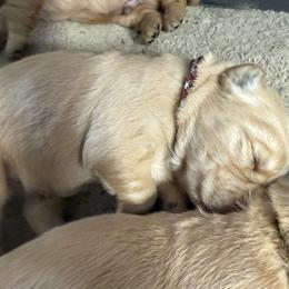 Boy 3 Red and white - Golden male Golden Retriever puppy in Yelm, Washington from Bit O'Heaven Farm