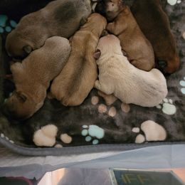 French Bulldog Puppies from Smith's Small Town Frenchies
