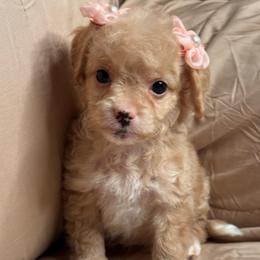 Mocha - Apricot female Maltipoo puppy in Bakersfield, California from Silvia's Maltipoos