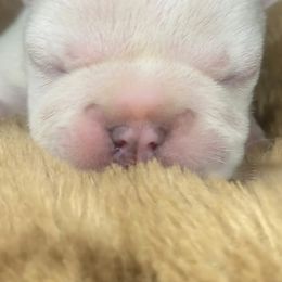 French Bulldog Puppies from Bunny Ear Family