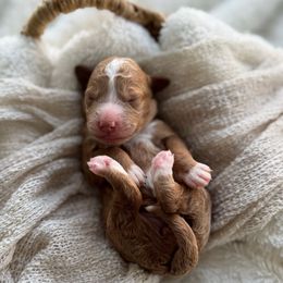 Maple - Red  female Goldendoodle puppy in Rio Linda, California from Plush Doodles