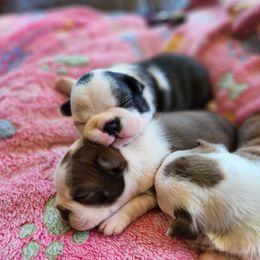 Boston Terrier Puppies from Honor Bound Boston Terriers