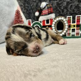 Buddy - Blue merle male Australian Shepherd puppy in Peach Bottom, Pennsylvania from Arcadia Australian Shepherds