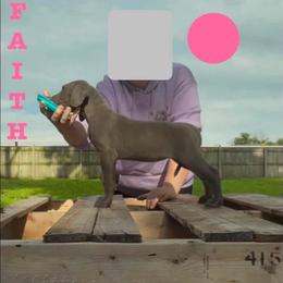Faith - Blue female Great Dane puppy in Edwardsville, Illinois from Giants and Munchkins