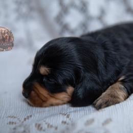 John - Black and tan male Dachshund puppy in Iola, Texas from Whiskey River Dachshunds