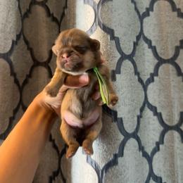 Mac - Liver male Shih Tzu puppy in Lanoka Harbor, New Jersey from Lilly’s Seashore Shih Tzus