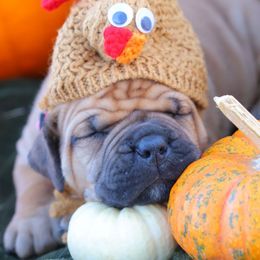 Pink Collar Girl - Fawn female Boerboel puppy in Lubbock, Texas from Bushido Boerboels