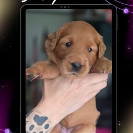 Purple Collar - Neptune - Yellow female Labrador Retriever puppy in Sumerduck, Virginia from Cedar Mountain Retrievers