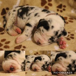 Great Dane Puppies from Cook’s Gentle Giants