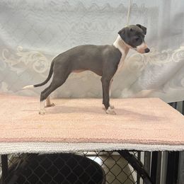 Anna Savannah - Blue female Italian Greyhound puppy in Vienna, Georgia from Marchwind Farm