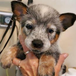Cheek mark - Blue speckled male Australian Cattle Dog puppy in Lenoir, North Carolina from Blue Coyote Ranch