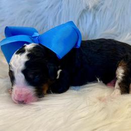 Blue Boy - Tri-color male Bernedoodle puppy in The Woodlands, Texas from Gracie's Goldendoodles and Bernedoodles of The Woodlands