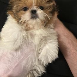 Sweetheart Teddy - Red and white male Shih Tzu puppy in Galveston, Texas from 🌗 New Moon Shih Tzu 🌗