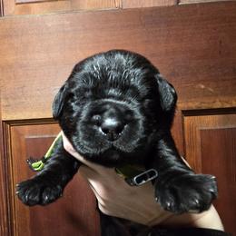 Green Male - Black male Labrador Retriever puppy in Andrews, South Carolina from Leyland Cypress Retrievers