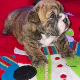 English Bulldog Puppies from Brandi Muecke's English Bulldogs