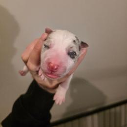 Boy 1 - Blue merle male Border Collie puppy in Richmond, Maine from Lil Maine Border Collies