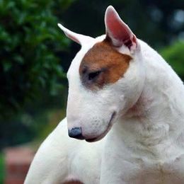 French Bulldogs and Miniature Bull Terriers from DyHar Bullies
