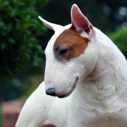French Bulldogs and Miniature Bull Terriers from DyHar Bullies