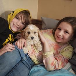 Cavapoo and Dachshund Puppies from Barnyard Dachshunds, Dals & Doodles