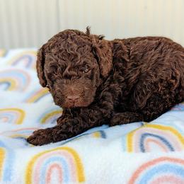 Aussiedoodle, Australian Shepherd, Bernedoodle, Cockapoo, and Poodle Puppies from Sis' Doodles & Poodles